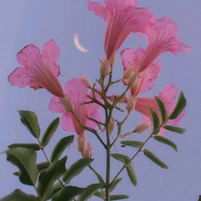 爆炸实验手游下载